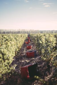 180926-RBassenne-VinNature-2475