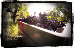 Caisse de Raisins HVV2015